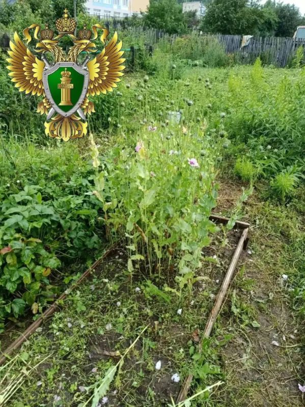 Житель Миасса ответит в суде за выращивание наркосодержащего мака и хранение 3,7 кг маковой соломы Житель Миасса ответит в суде за выращивание наркосодержащего мака и хранение 3,7 кг маковой соломы