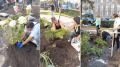 Многолетнюю клумбу с гортензиями и можжевельником разбили в центре Челябинска