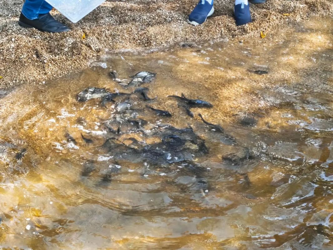 В Шершневское водохранилище выпустили более 11,5 тысяч молоди сазана В Шершневское водохранилище выпустили более 11,5 тысяч молоди сазана