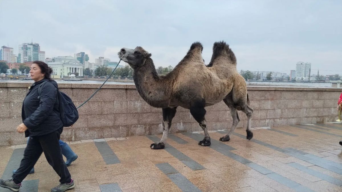 В Челябинске началось празднование 290-летия города В Челябинске началось празднование 290-летия города