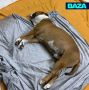 � ������������� ������� ��������� � ���������� �������, ��� � �� ���������� ������������� ������ � ������ �������� ��� ����� ���� ������ ������ �����