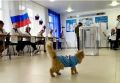 В Снежном на участке работает Пушистик