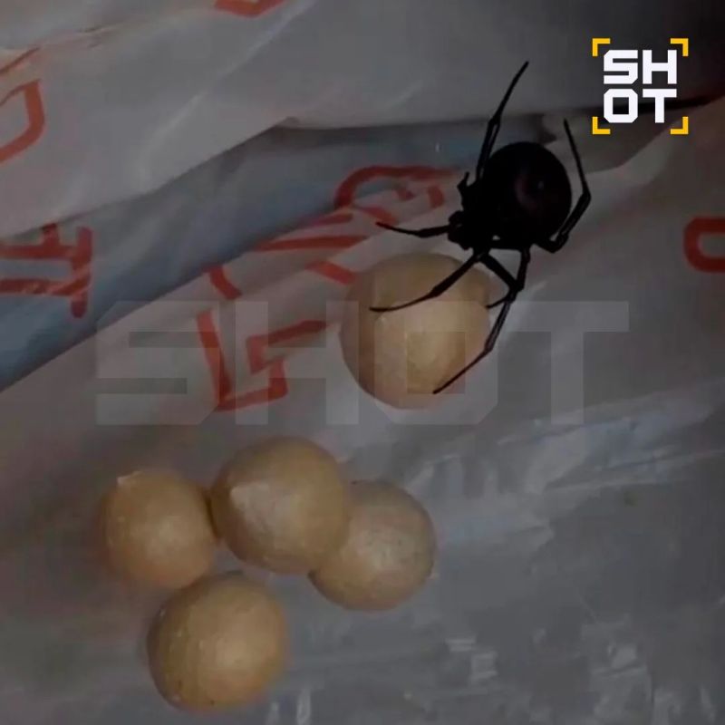 Смертельно опасного каракурта обнаружила у себя в гараже жительница Астрахани Смертельно опасного каракурта обнаружила у себя в гараже жительница Астрахани
