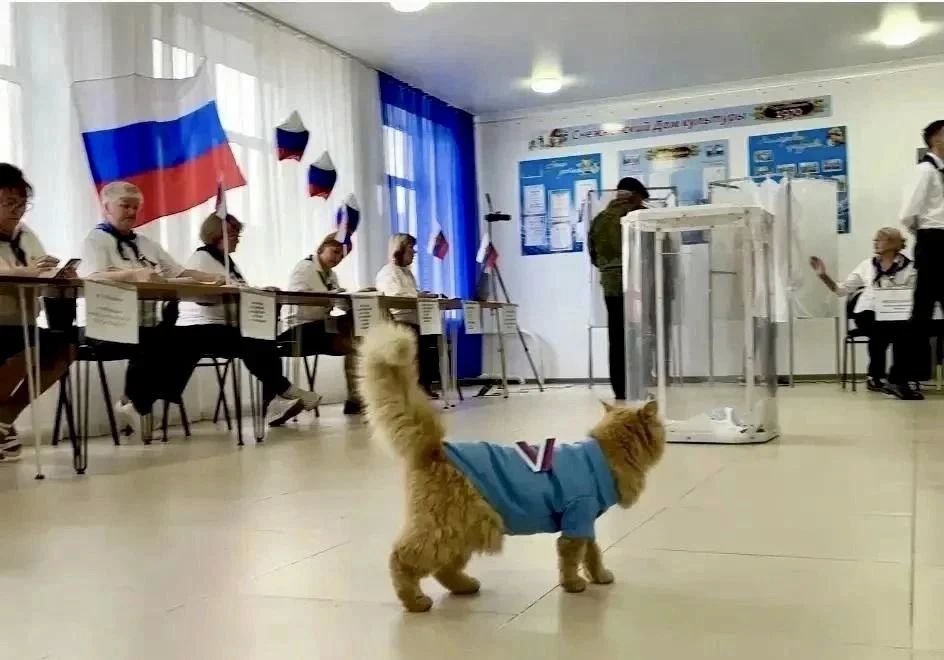 У них лапки, но это не мешает следить за тем, чтобы выборы в Челябинской области проходили по всем правилам