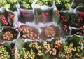 Россельхознадзор не пустил в Челябинскую область цветы с опасным вредителем