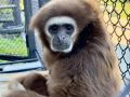 Челябинский гиббон Ангелина уехала в Калужскую область на поиски любви