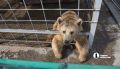 Челябинский эколог предложил ввести «медвежью опасность» в России