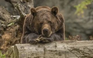 В Челябинской области на Зюраткуле инспекторы спасли туристов от медведя