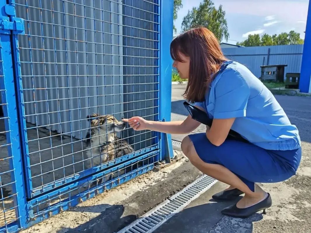 Прокуратура Сосновского района провела проверку по обращениям о ненадлежащем содержании животных в приюте «Остров надежды» Прокуратура Сосновского района провела проверку по обращениям о ненадлежащем содержании животных в приюте «Остров надежды»