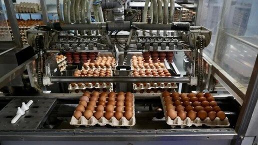 Инженеры из Челябинска помогут внедрить роботов на птицефабриках России