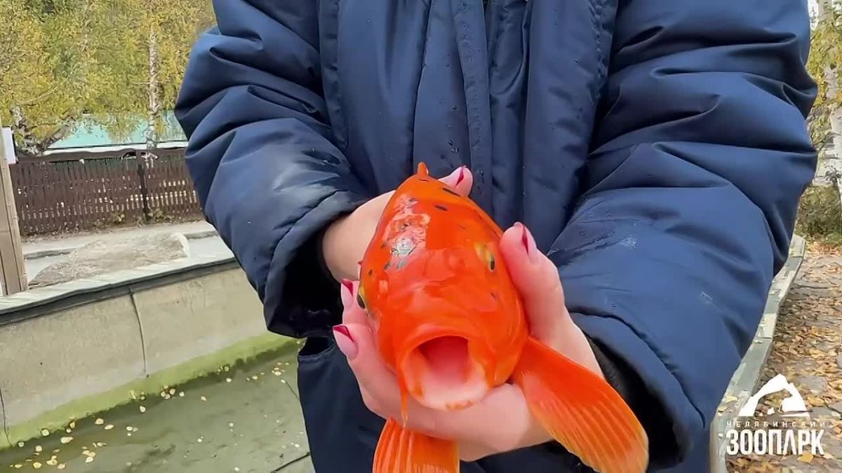 Из бассейна челябинского зоопарка пропали 24 карпа кои