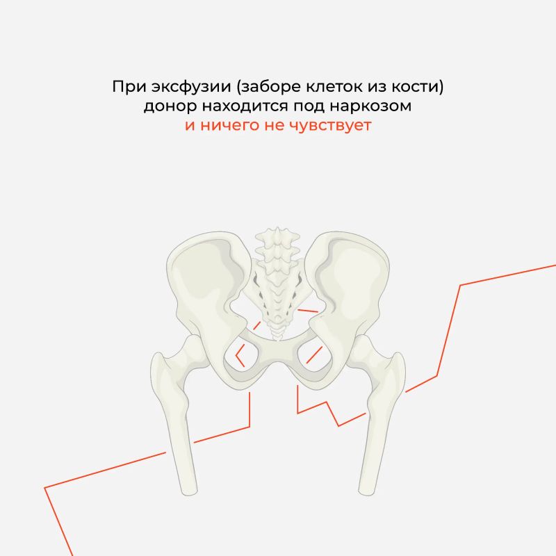 Развеиваем мифы о донорстве костного мозга Развеиваем мифы о донорстве костного мозга