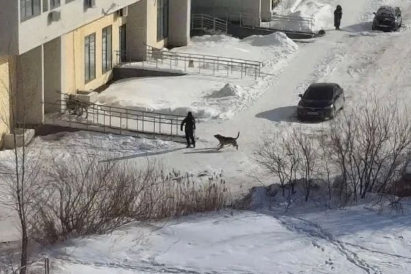С администрации Челябинска через суд взыскали 360 тысяч рублей в пользу детей, пострадавших от укусов собак