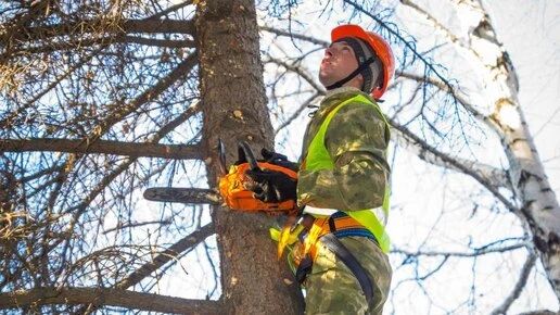 Деревья в центре Челябинска обрежут после обращений горожан
