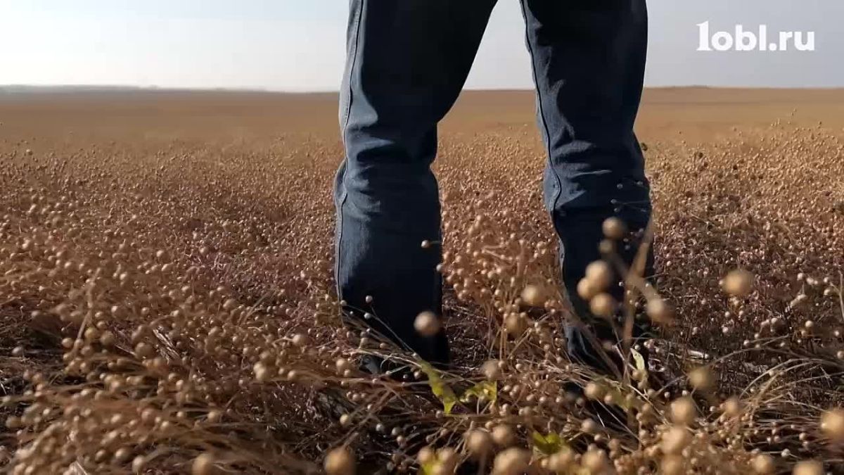 На полях Челябинской области сейчас убирают масличные