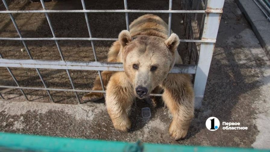 В Трехгорном заметили медведя