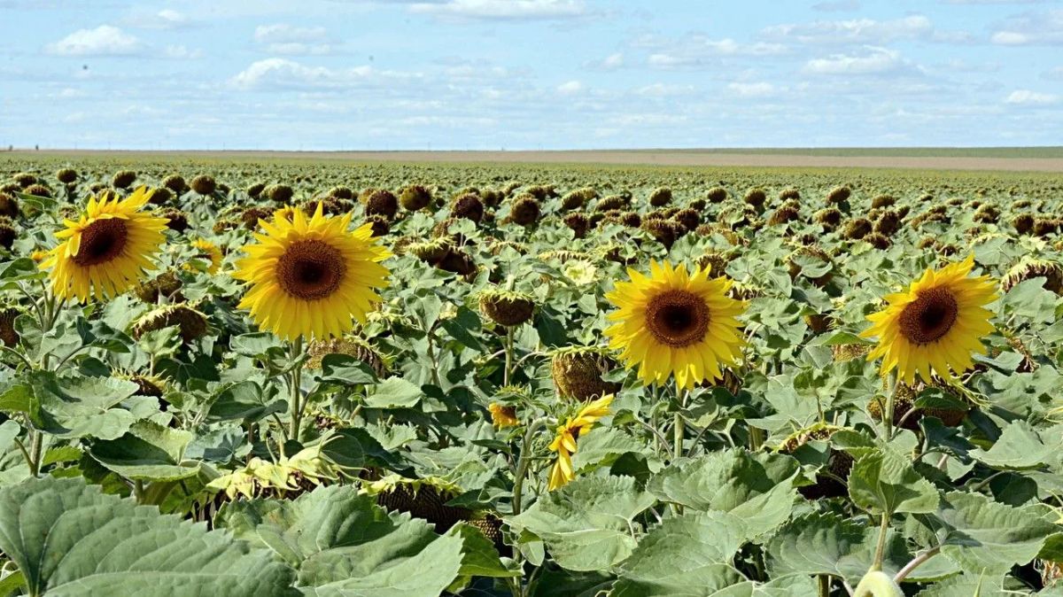 Челябинские ученые создали еду будущего из растительного жмыха